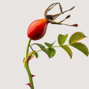 Rosehip