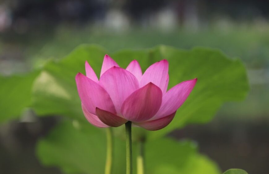 The Beauty and Benefits of the Lotus Flower