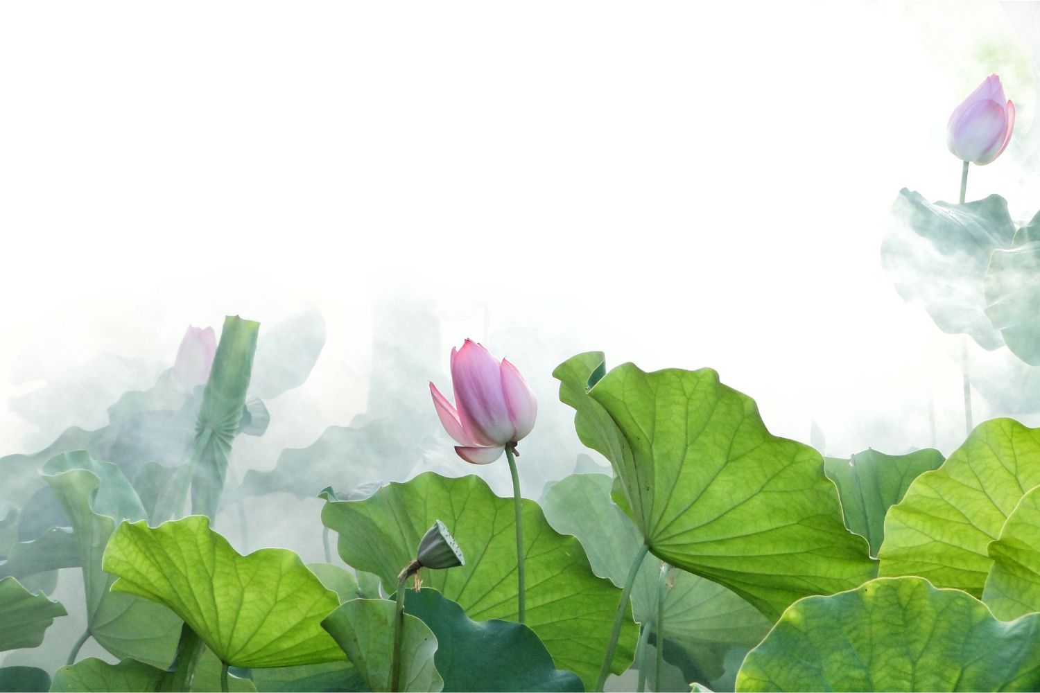 Lotus Flower Banner